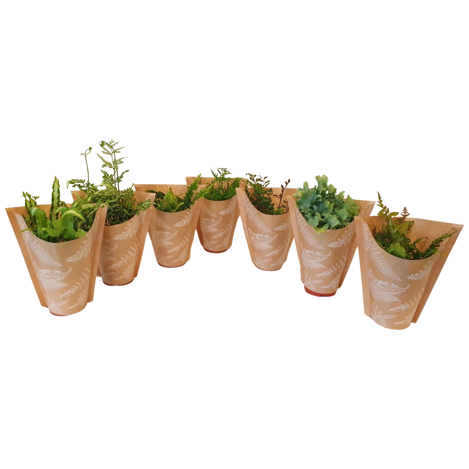 Raadschelders Varens Ferns mix Pack of 12