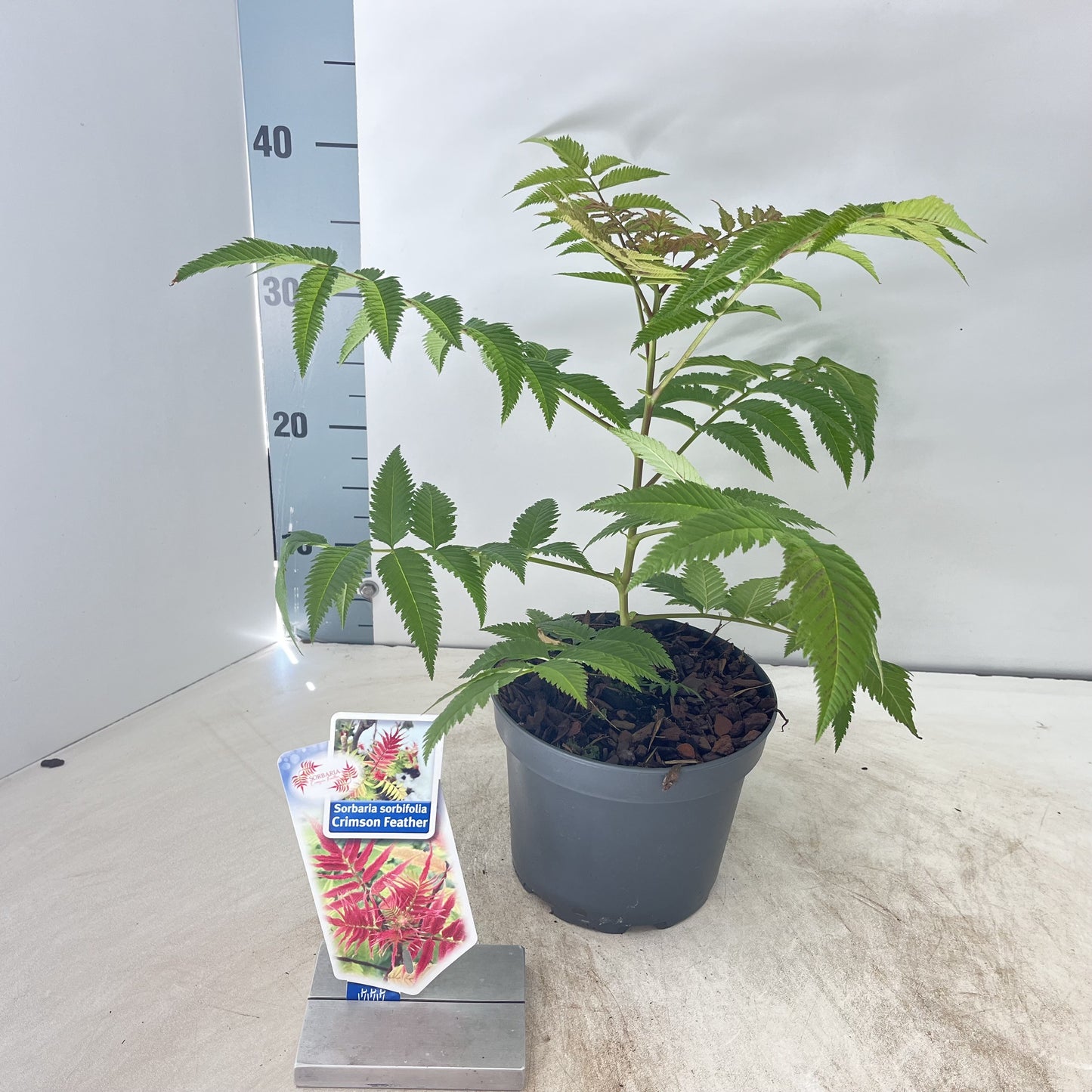 About Plants Zundert BV Sorbaria sorbifolia Pack of 1