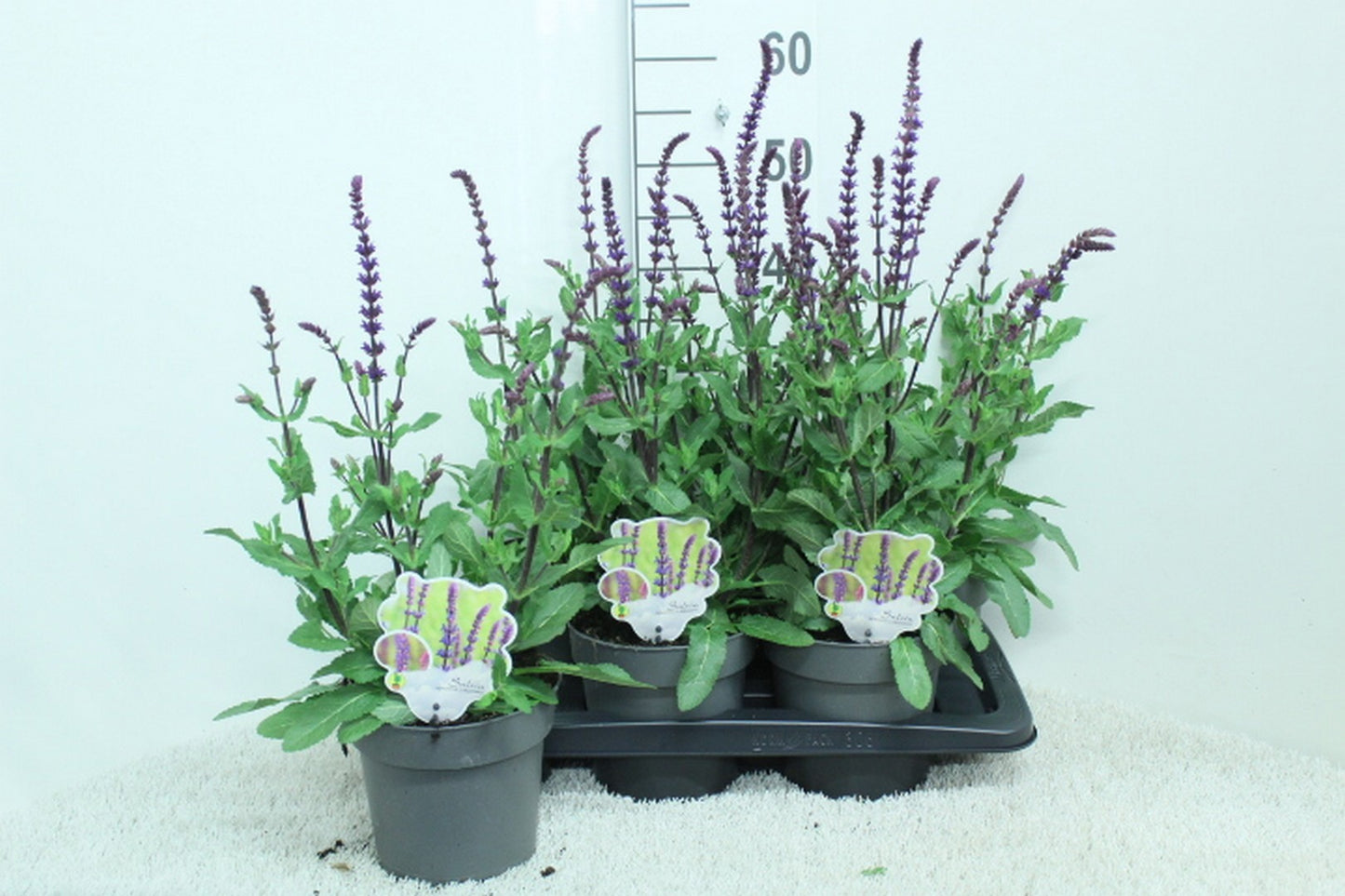 Salvia nemorosa 55cm 17cm Pot
