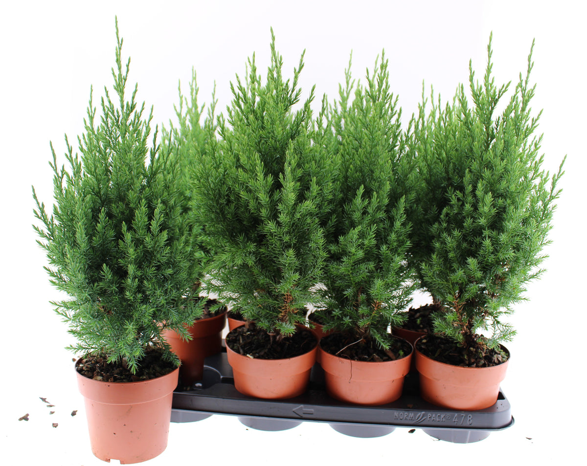 Juniperus Stricta 45cm 13cm Pot
