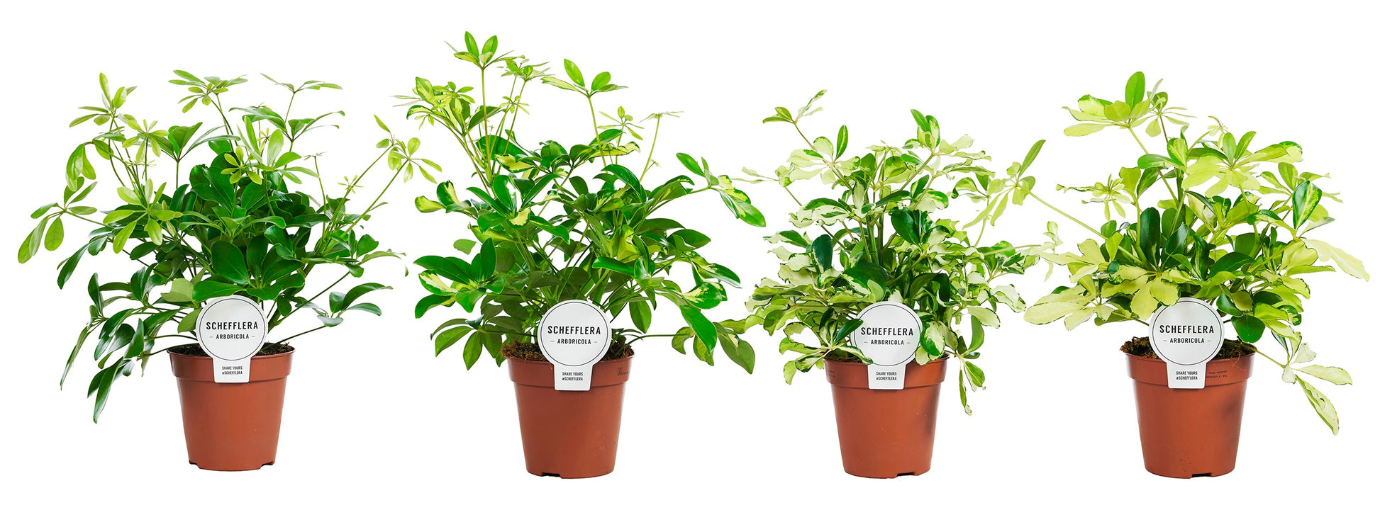 Schefflera Mme De Smet braided 35cm 13cm Pot