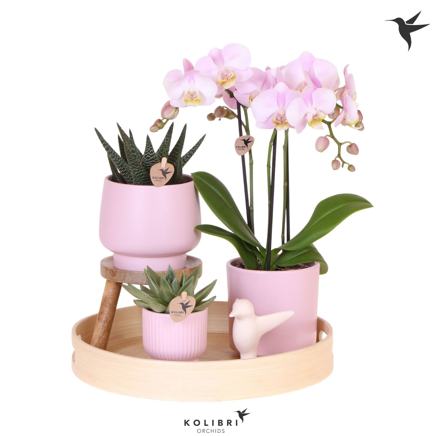 OK Plant Kolibri Gift Set large Love pink Pack of 1