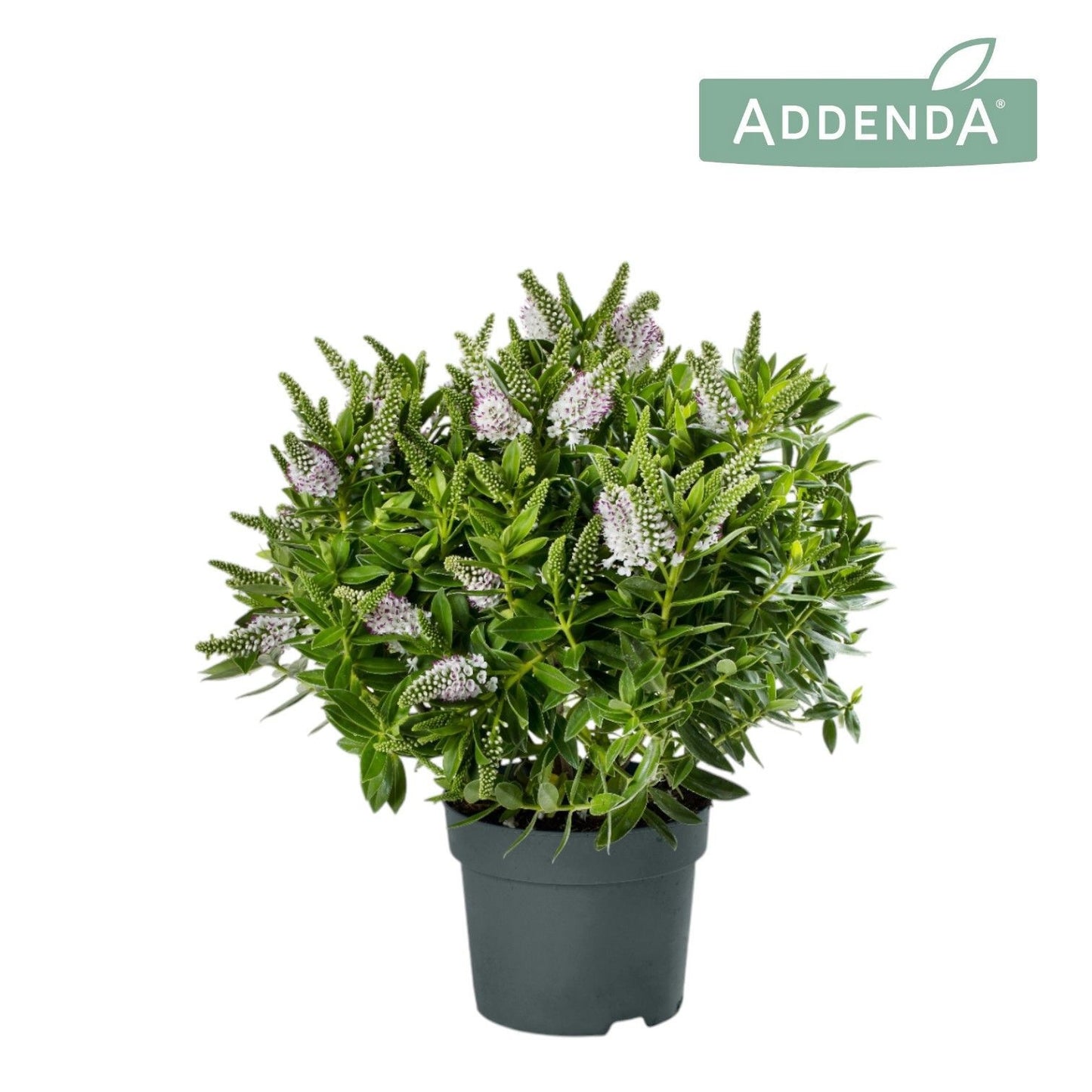 Hebe Hebedonna Jenna 50cm 17cm Pot