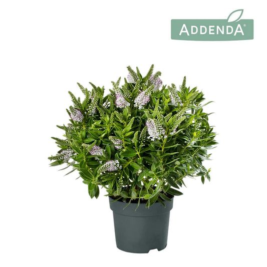 Hebe Hebedonna white 50cm 17cm Pot