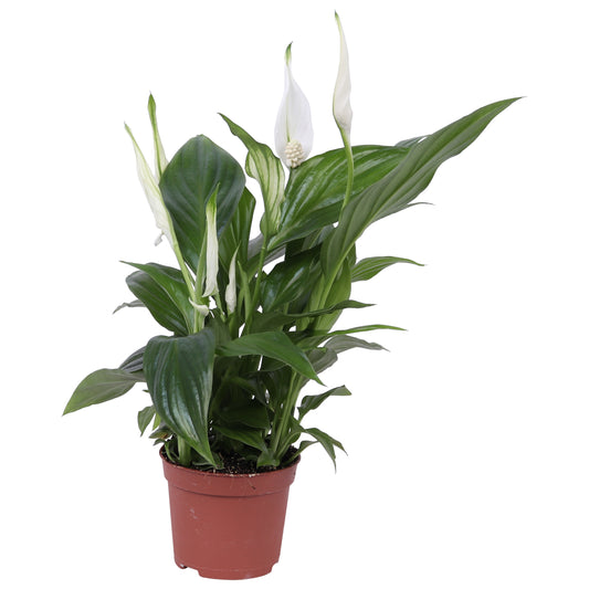 Spathiphyllum Pearl Cupido 35cm 9cm Pot