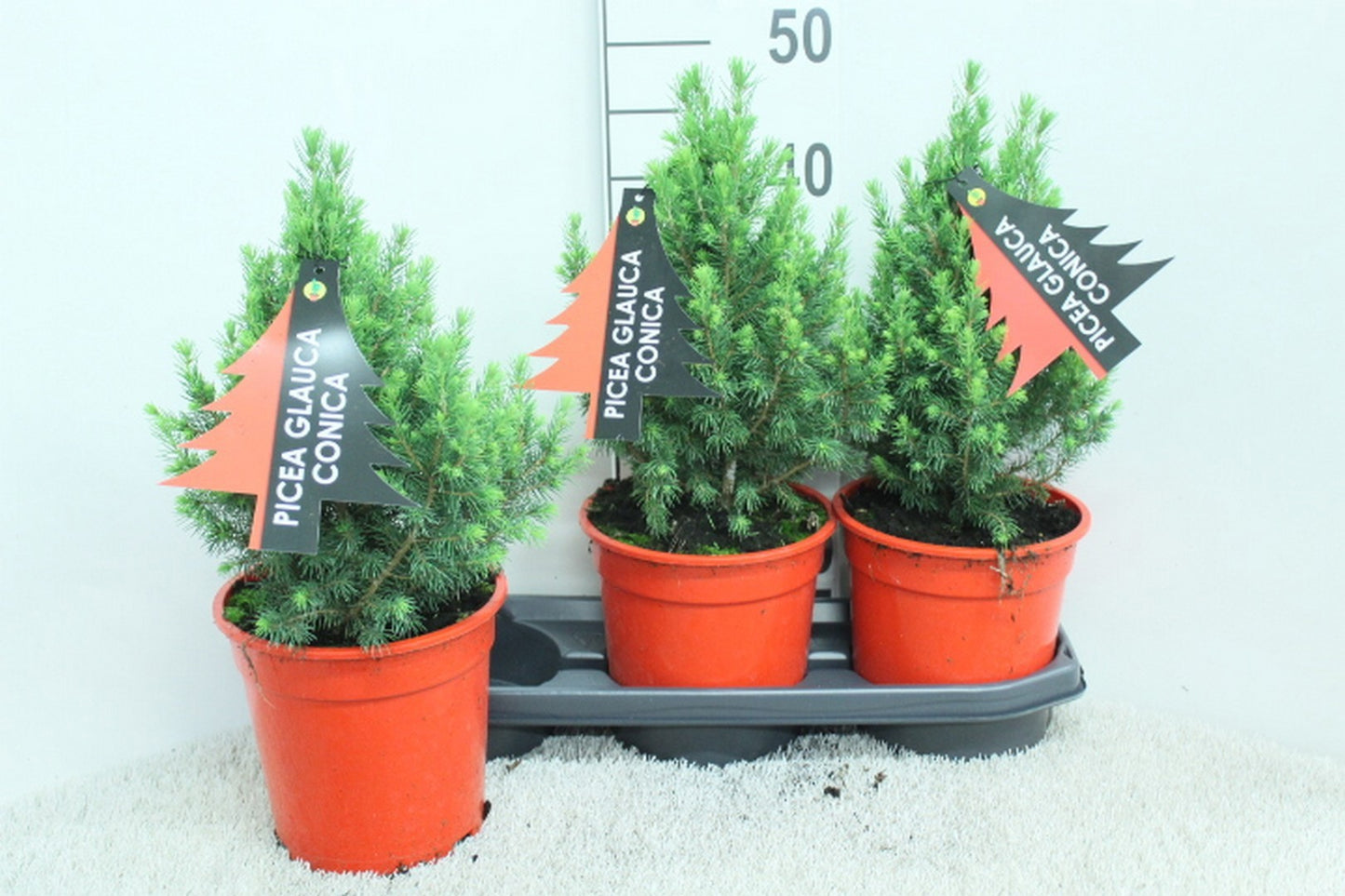 van Tol & Van der Linde Picea glauca Conica Pack of 3