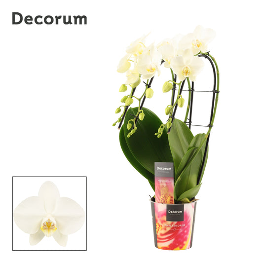 Phalaenopsis white triple cascade 50cm 12cm Pot