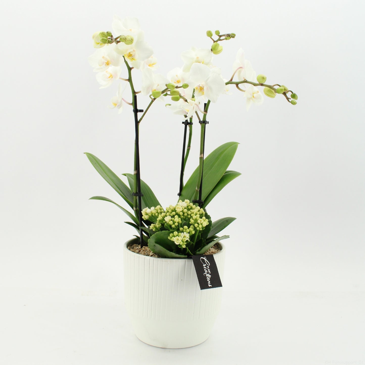PHAL-2661W Phalaenopsis creatie 55cm 16cm Pot