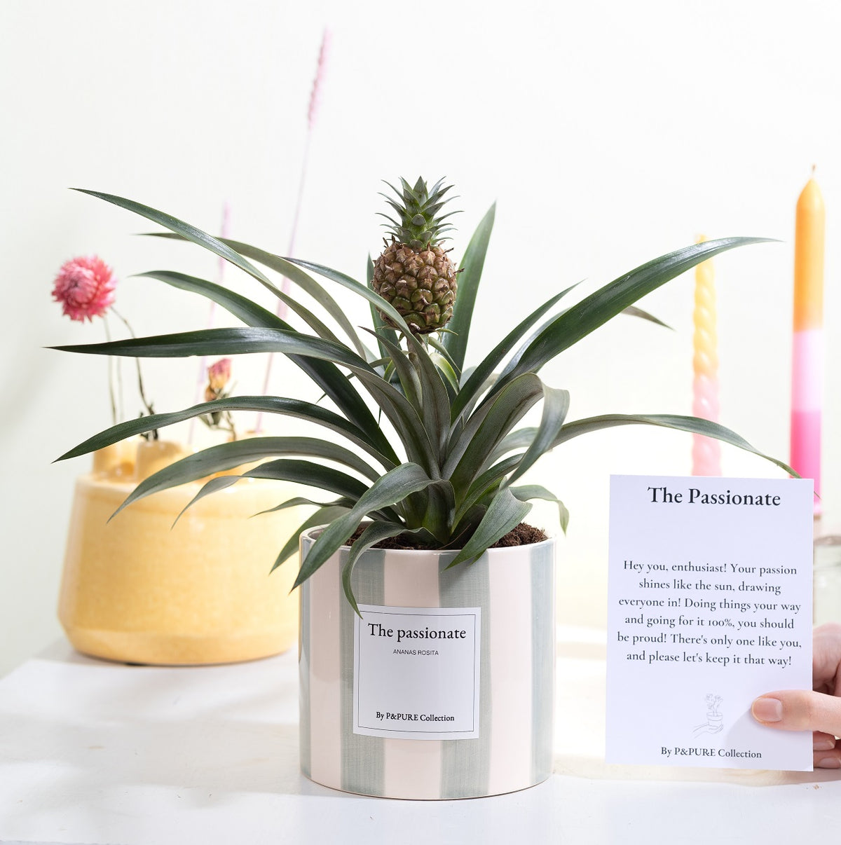 Ananas Rosita 35cm 12cm Pot