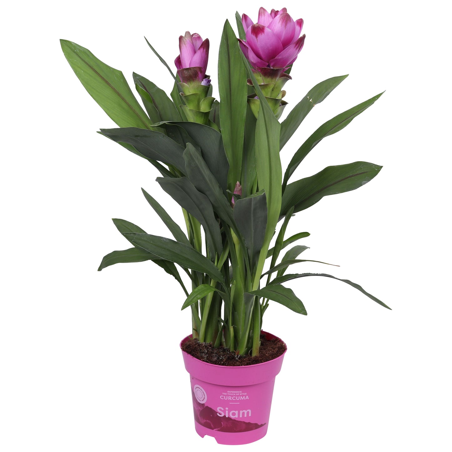 KP Holland Centraal Curcuma Siam Sanna Pack of 8