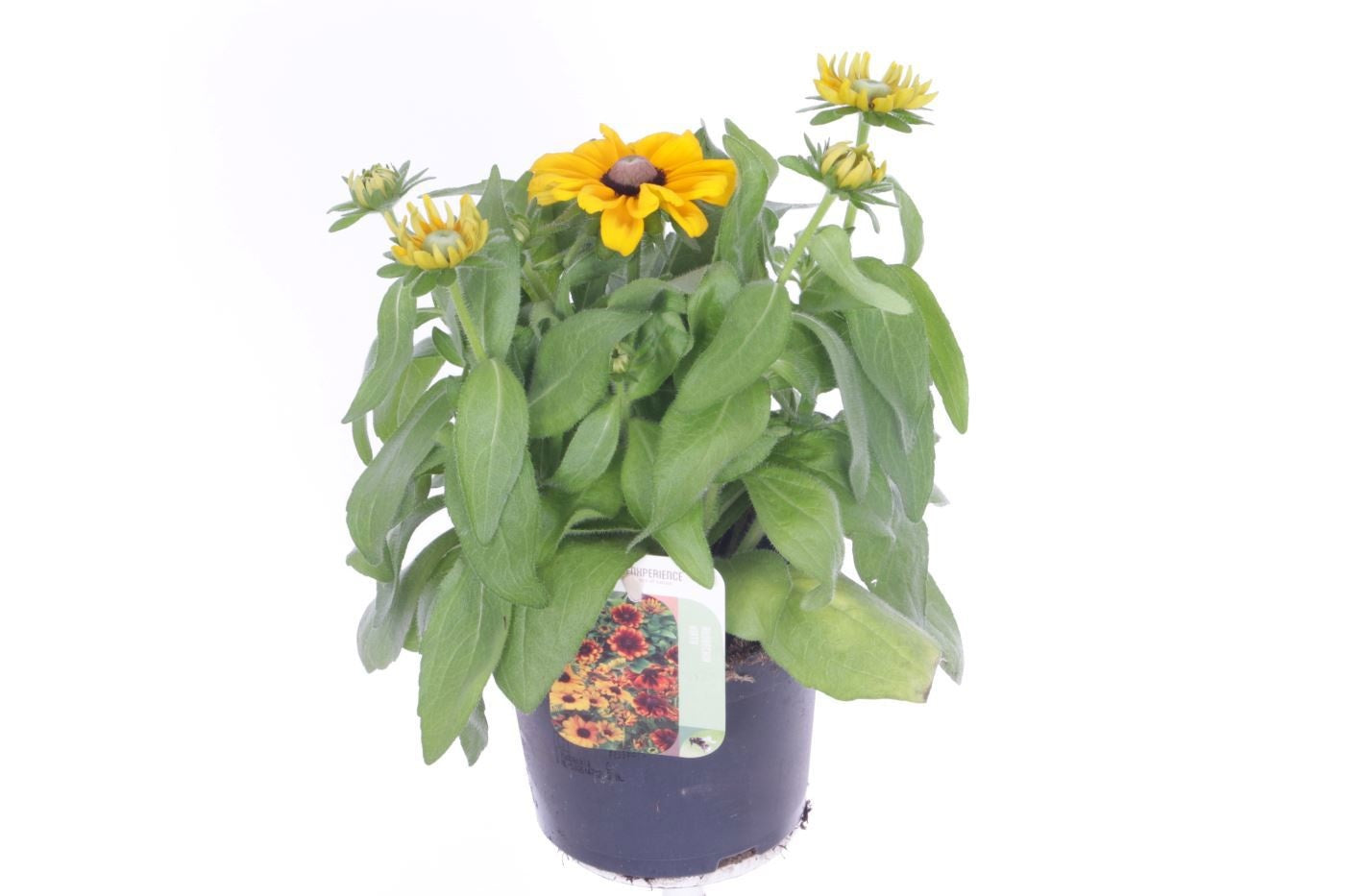 Rudbeckia 30cm 13cm Pot