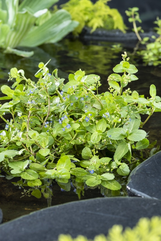 Waterplkw R. Moerings Veronica beccabunga Pack of 6