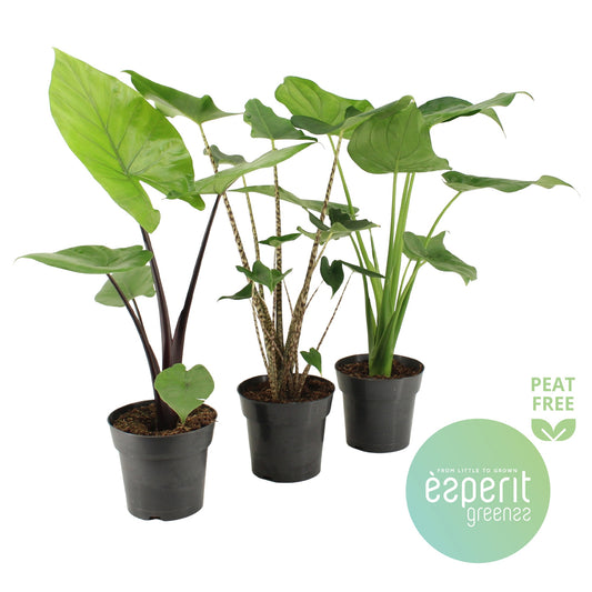 Alocasia mix 55cm 17cm Pot