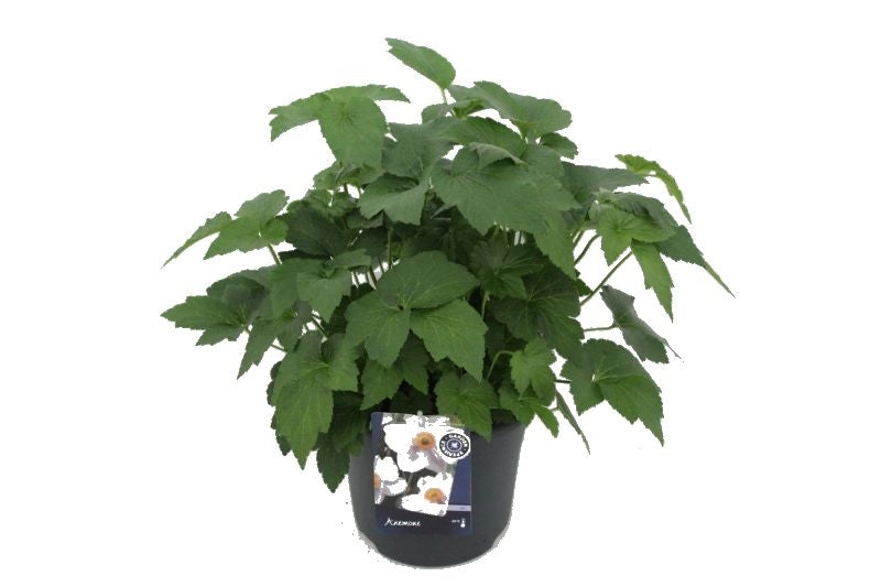Anemone mix 70cm 27cm Pot