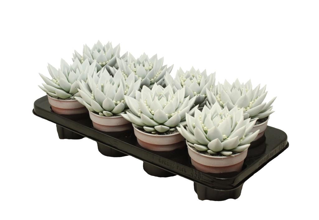 Echeveria Miranda 15cm 12cm Pot