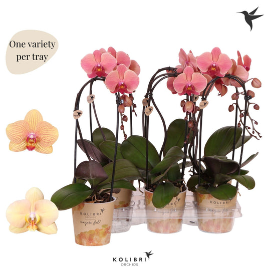 Phalaenopsis Elegant cascade 45cm 12cm Pot