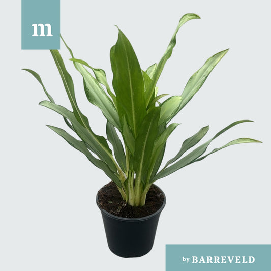 Aglaonema White Lance 40cm 14cm Pot