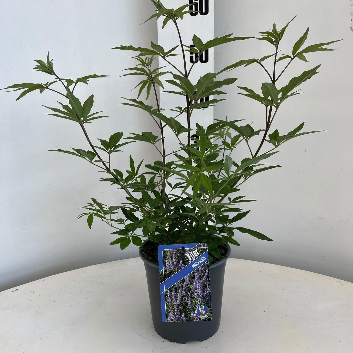 Vitex agnus-castus 50cm 17cm Pot