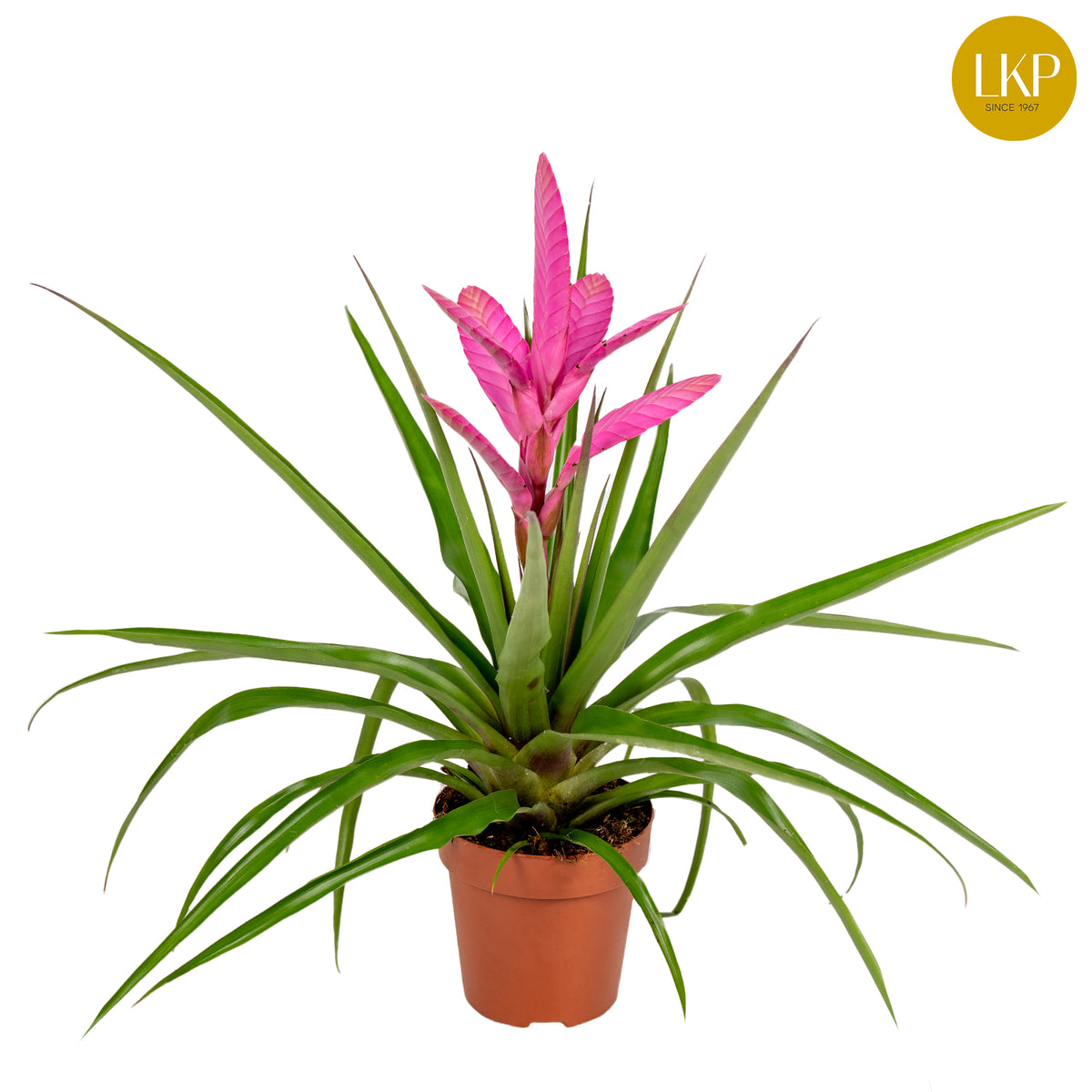Tillandsia Antonio 40cm 12cm Pot