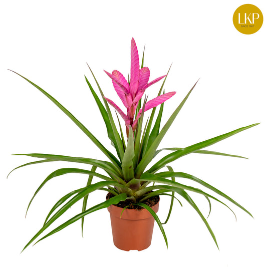 Tillandsia Antonio 40cm 12cm Pot