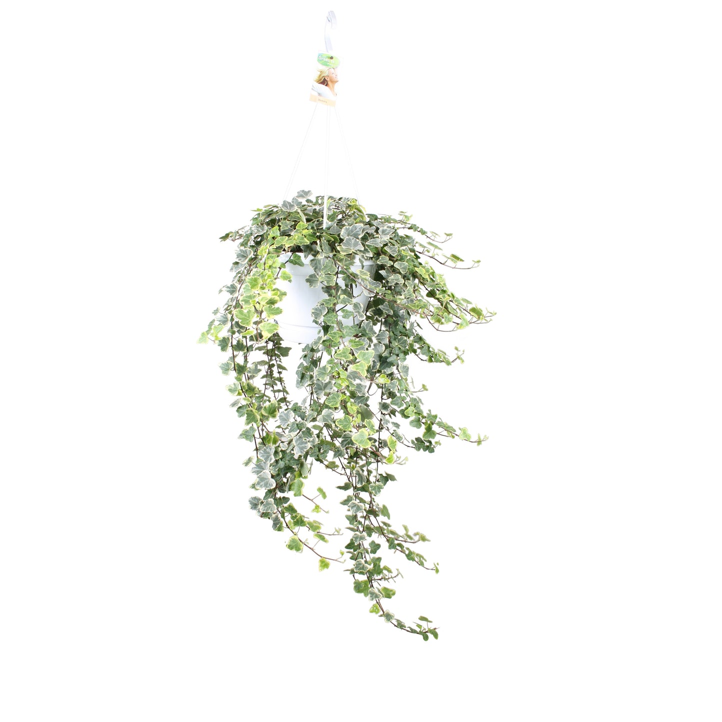 Vireo-Hedera plant BV Hedera White Wonder Pack of 1