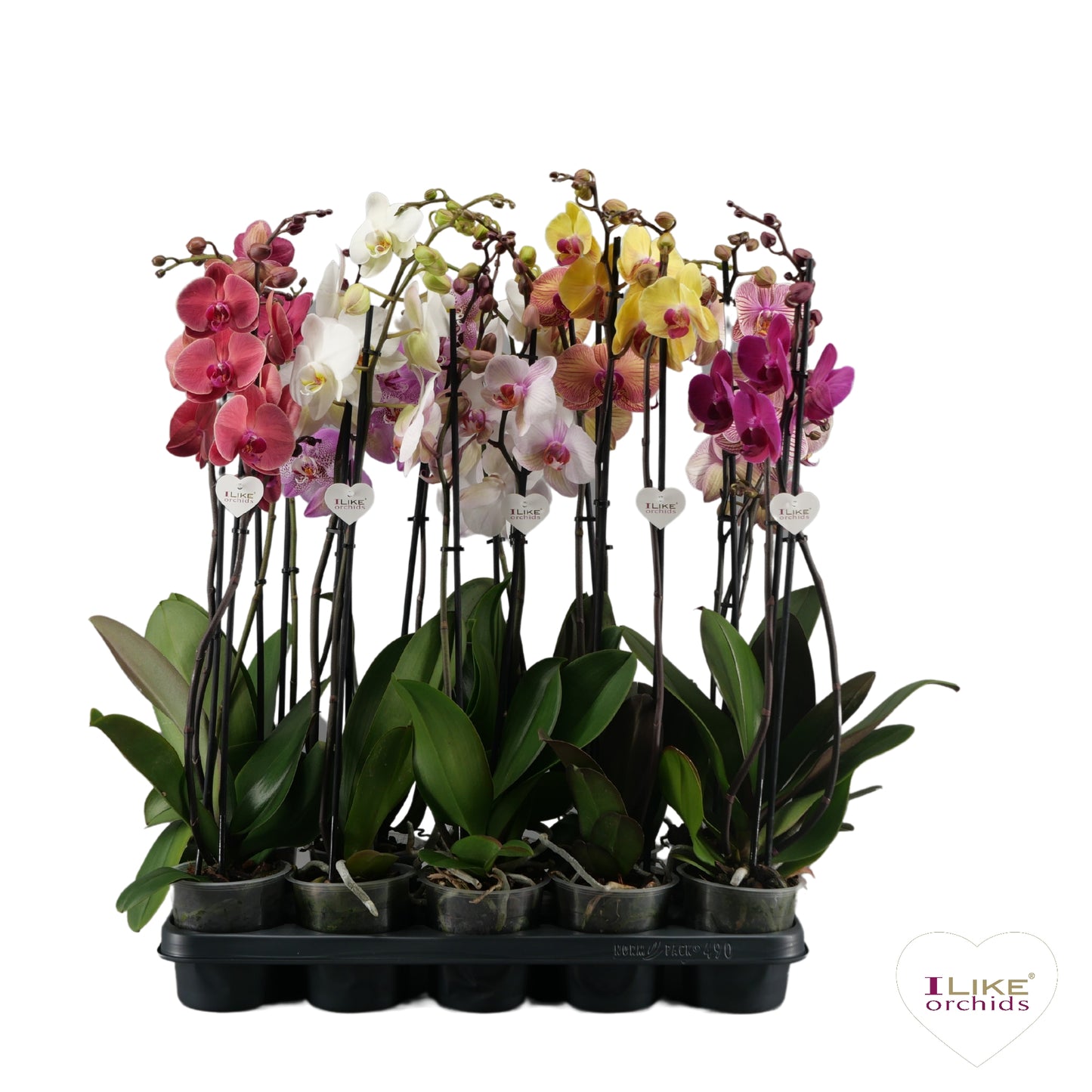 Phalaenopsis mix 65cm 12cm Pot