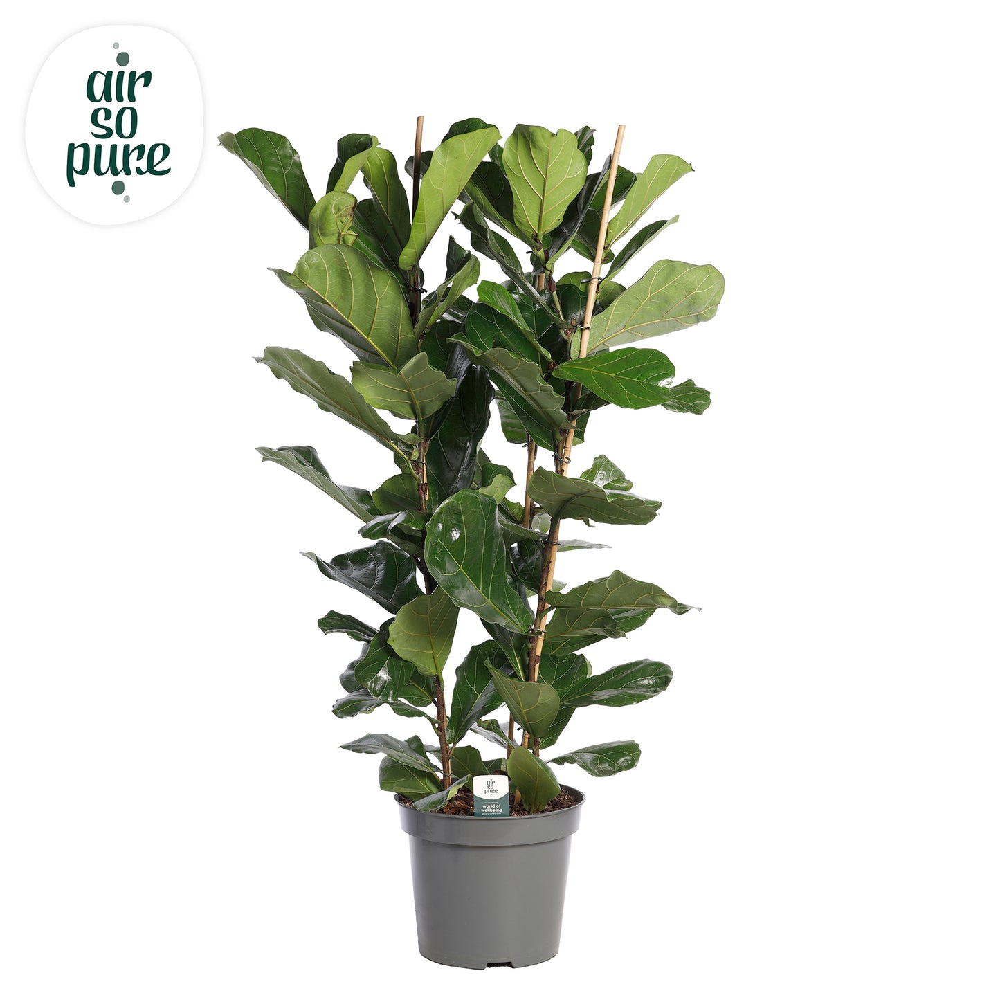 Ficus lyrata 150cm 35cm Pot