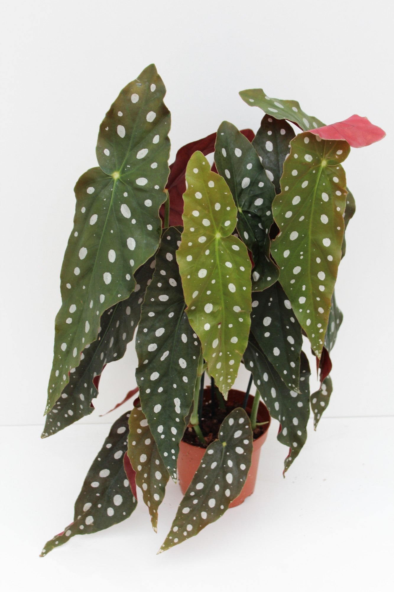 BushBrothers (Lansbergen Orchids) Begonia maculata Wightii Pack of 6