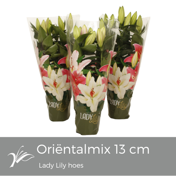 Lilium oriental mix 40cm 13cm Pot