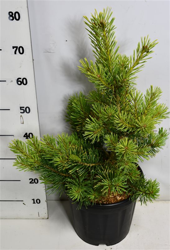 Pinus sylvestris 90cm 32cm Pot