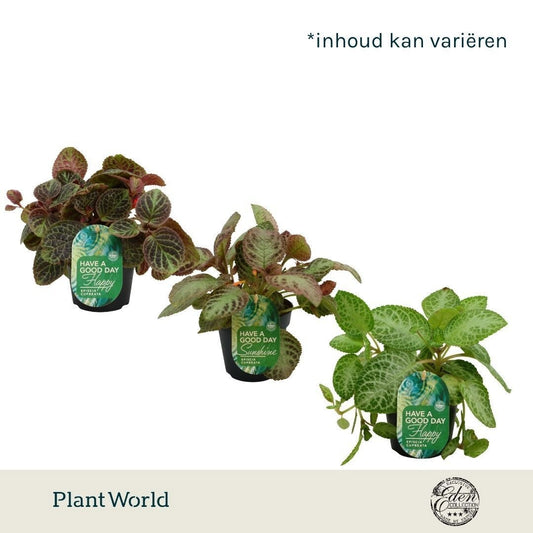 Foliage houseplants mix 20cm 12cm Pot