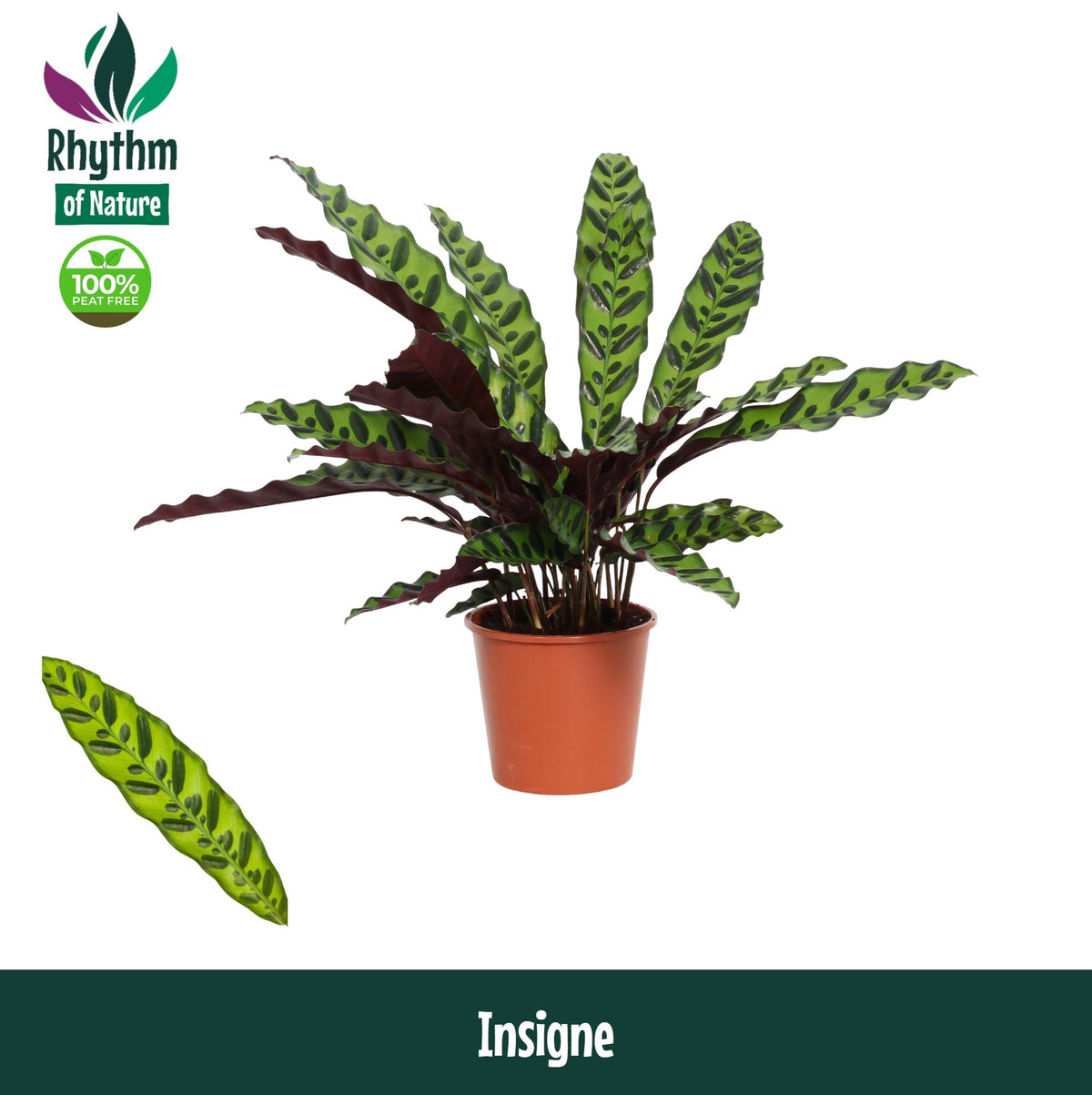 Calathea Insigne 45cm 14cm Pot