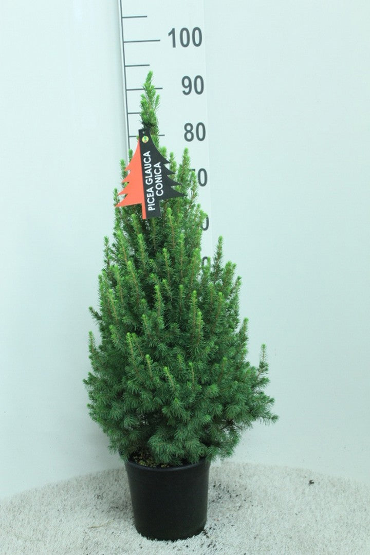 Picea glauca Conica 90cm 21cm Pot