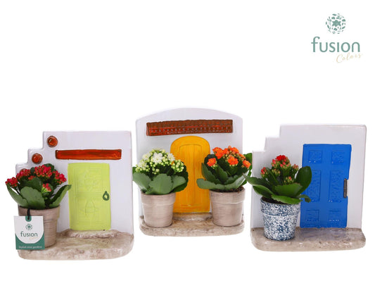 Terracotta Muurplanter met Kalanchoe 20cm 20cm Pot