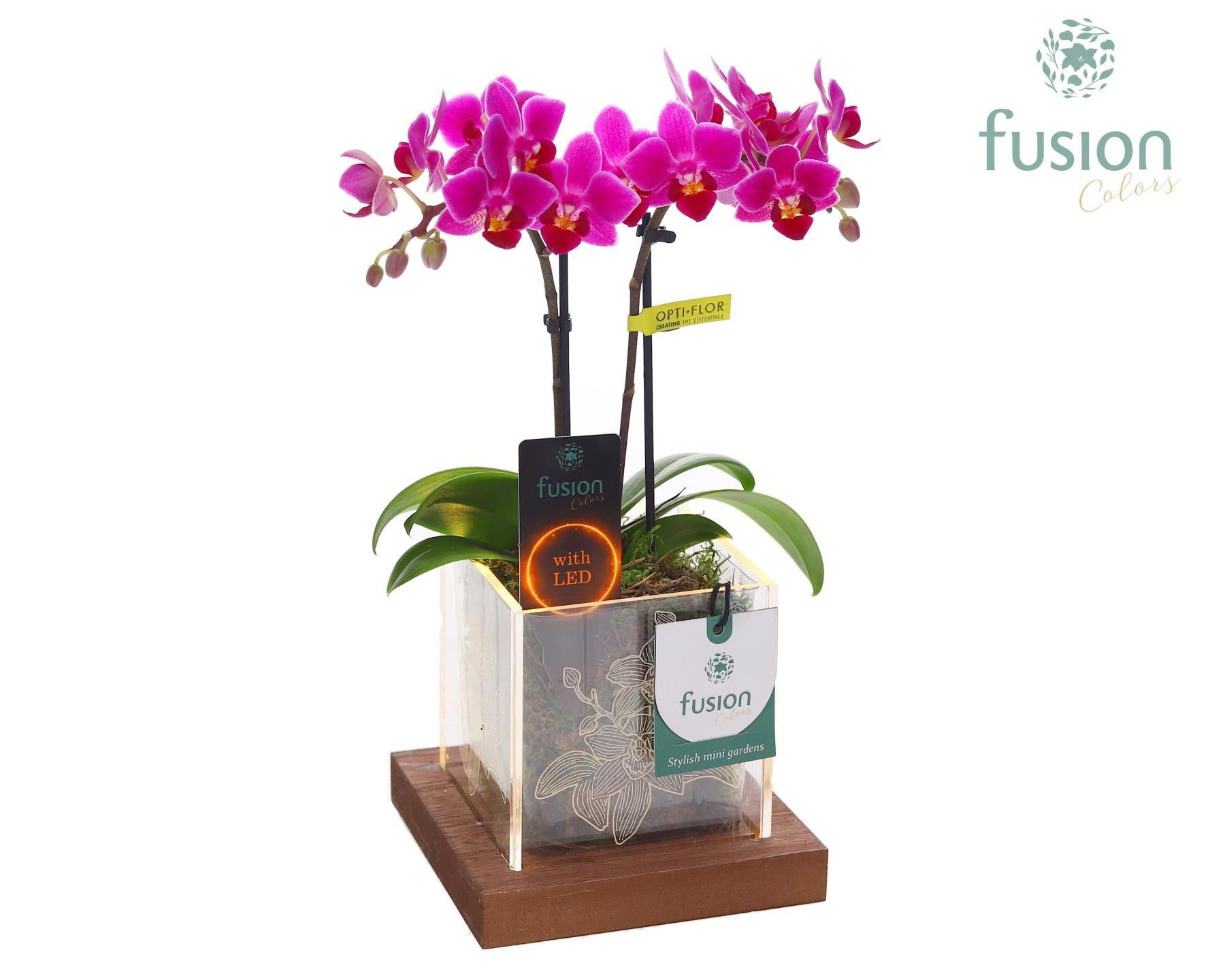 Acryl bakje met Phalaenopsis 29cm 12cm Pot