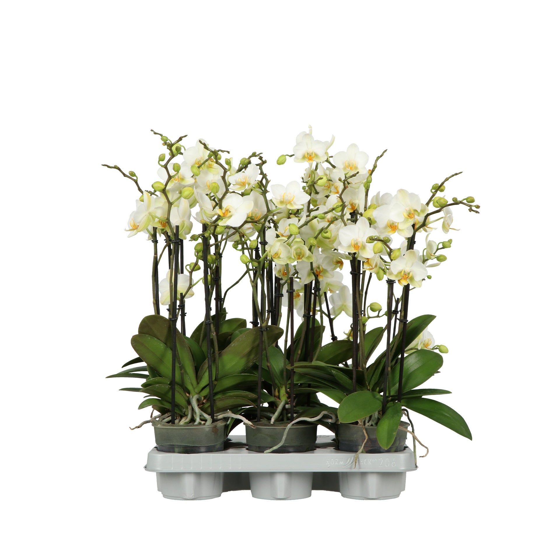 Phalaenopsis multiflora white 45cm 12cm Pot