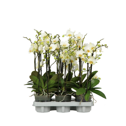 Phalaenopsis multiflora white 45cm 12cm Pot