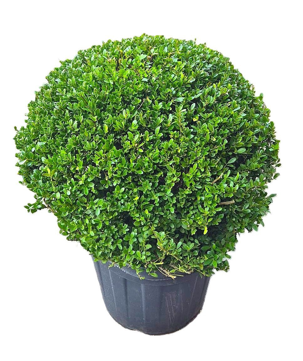 Ilex crenata Dark Green 85cm 55cm Pot