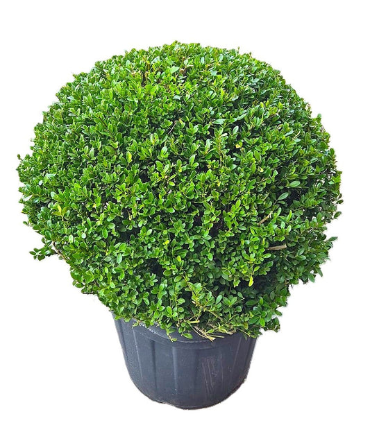 Ilex crenata Dark Green 85cm 55cm Pot