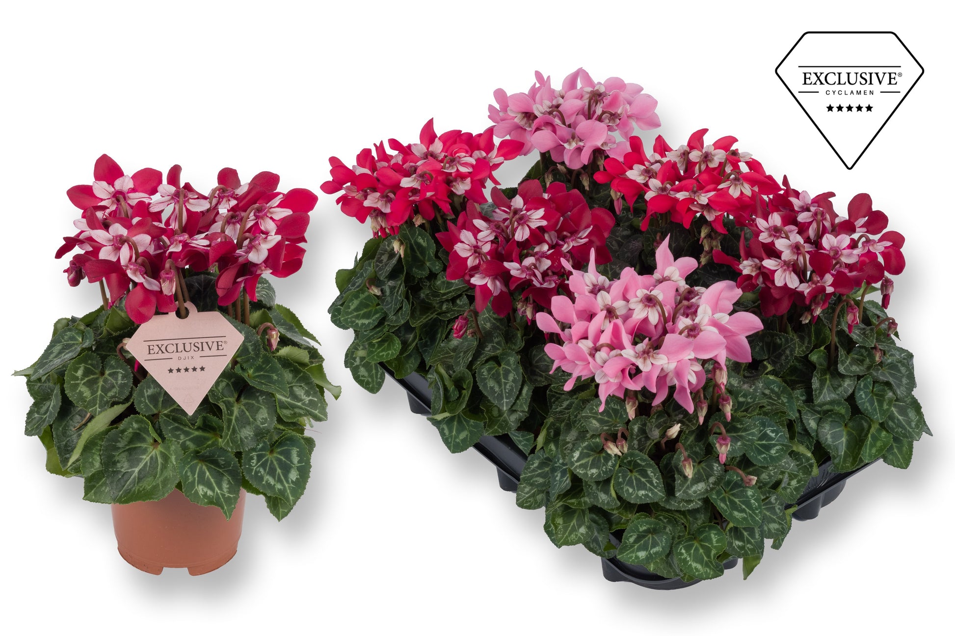 Cyclamen Djix 20cm 10.5cm Pot