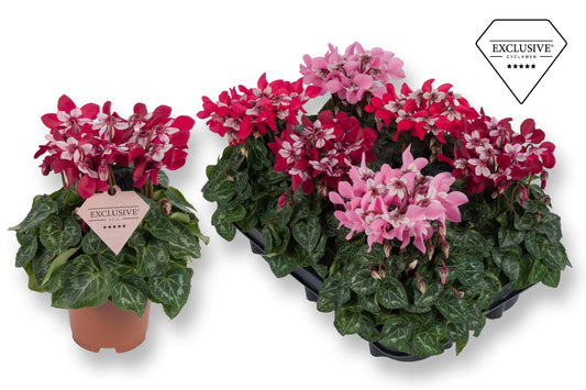 Cyclamen Djix 20cm 10.5cm Pot