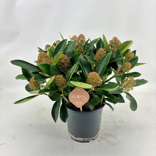 Skimmia japonica Miracle 50cm 19cm Pot