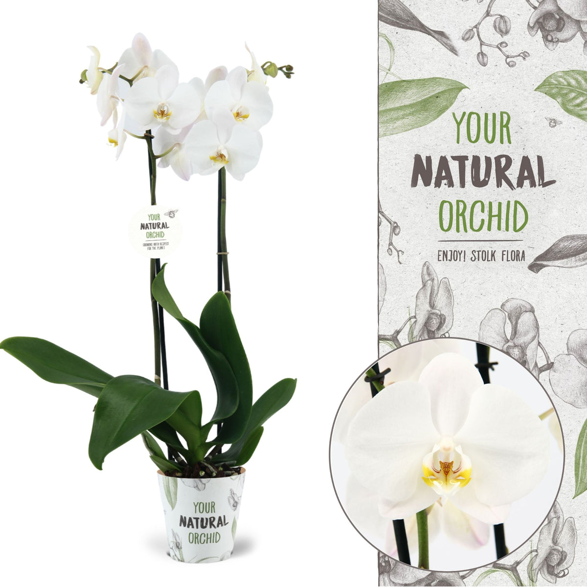 Phalaenopsis Cambridge 65cm 12cm Pot