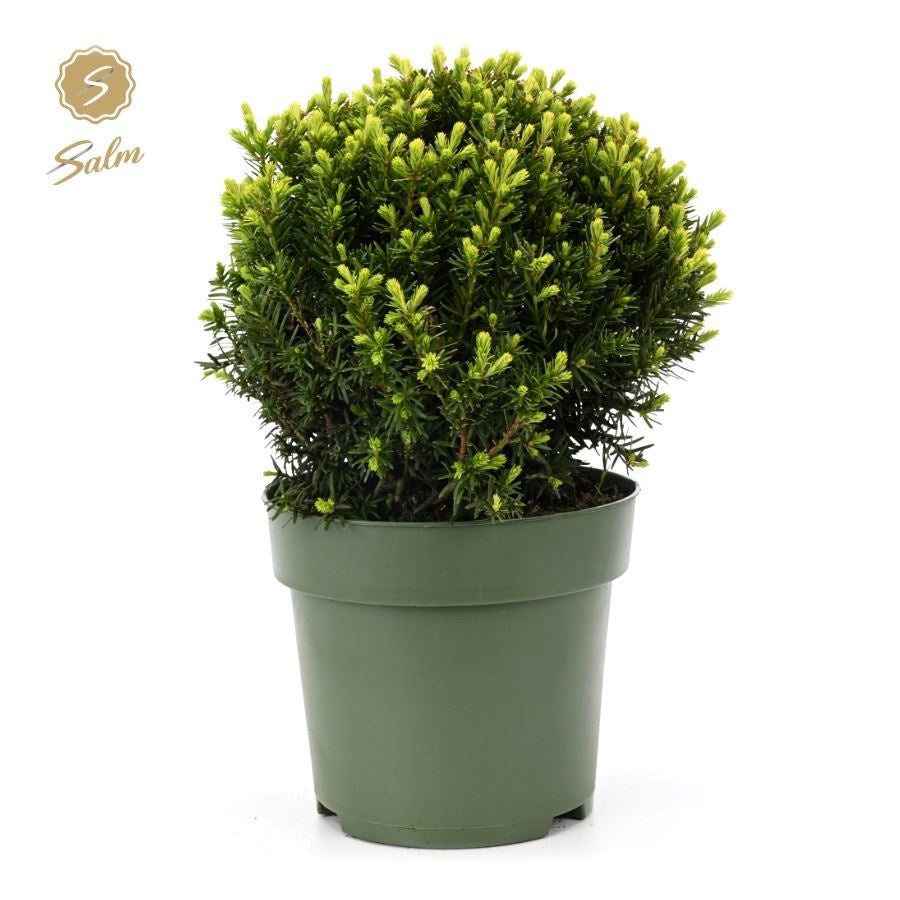 Taxus baccata 45cm 24cm Pot
