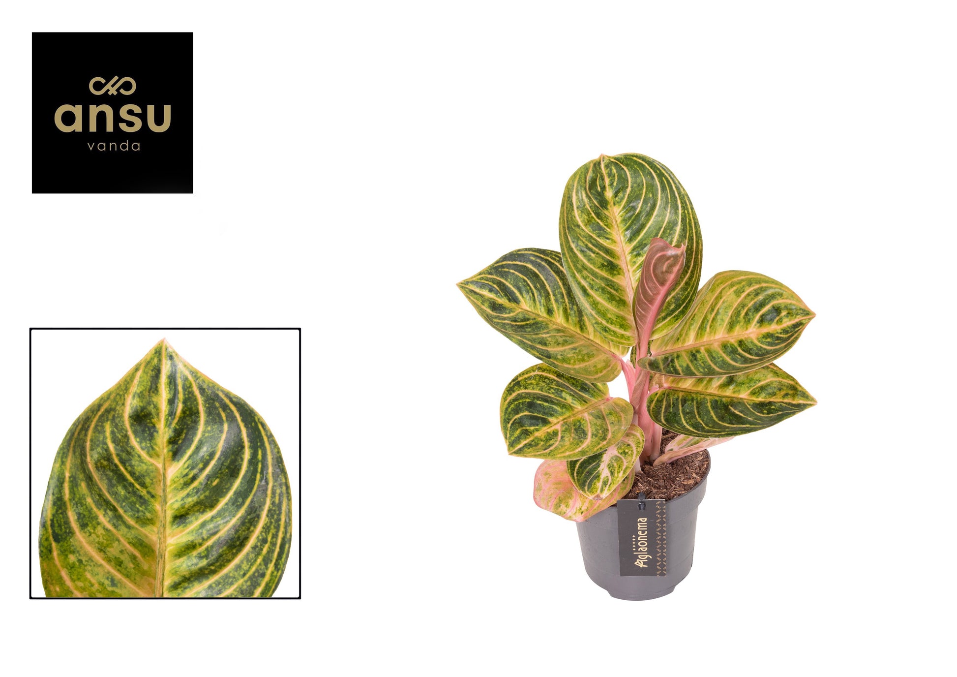 Aglaonema Golden Lipstick 30cm 12cm Pot