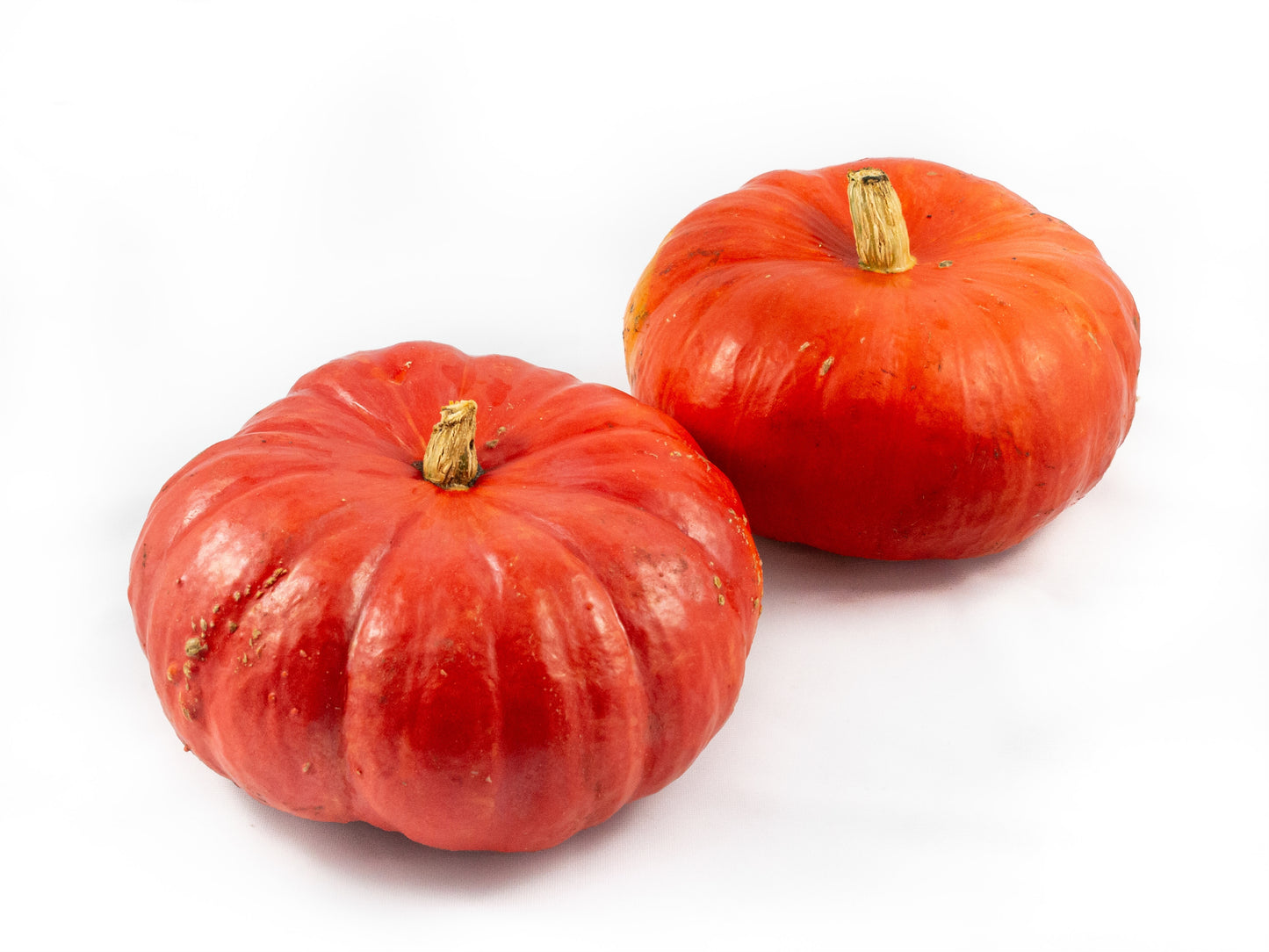 Cucurbita Rode van Etampes 30cm 30cm Pot