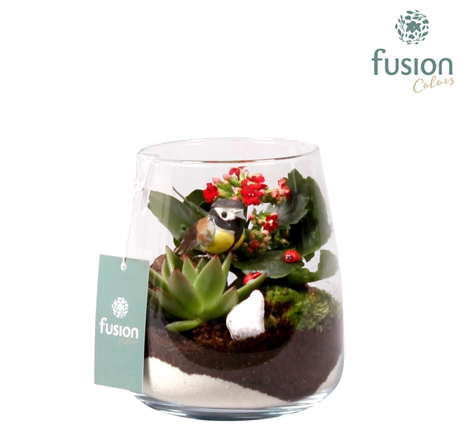 Fusioncolors BV Glas Alzada klein met Arrangement succulent en kalanchoe 2pp Pack of 6