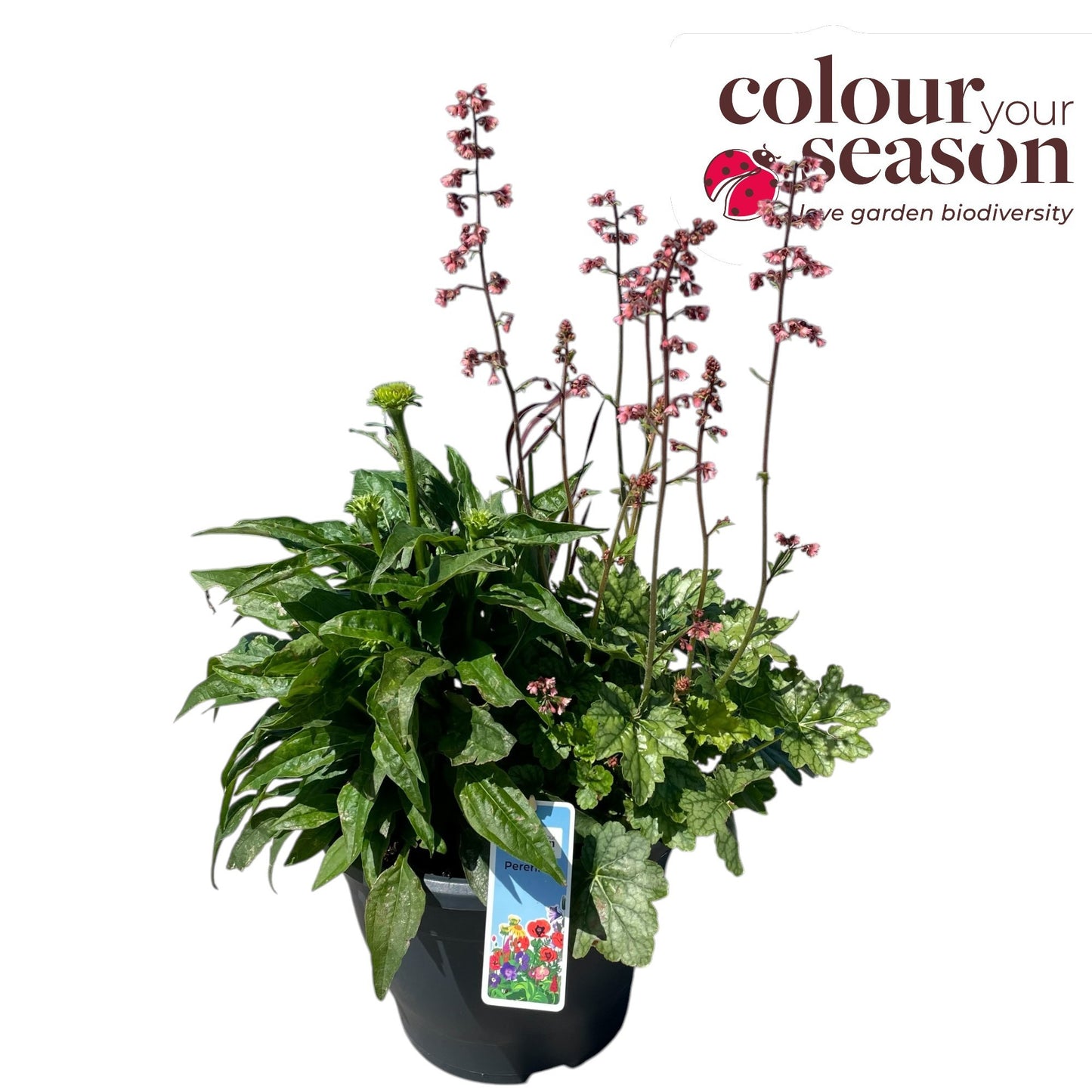 Perennials mixed in pot 65cm 26cm Pot