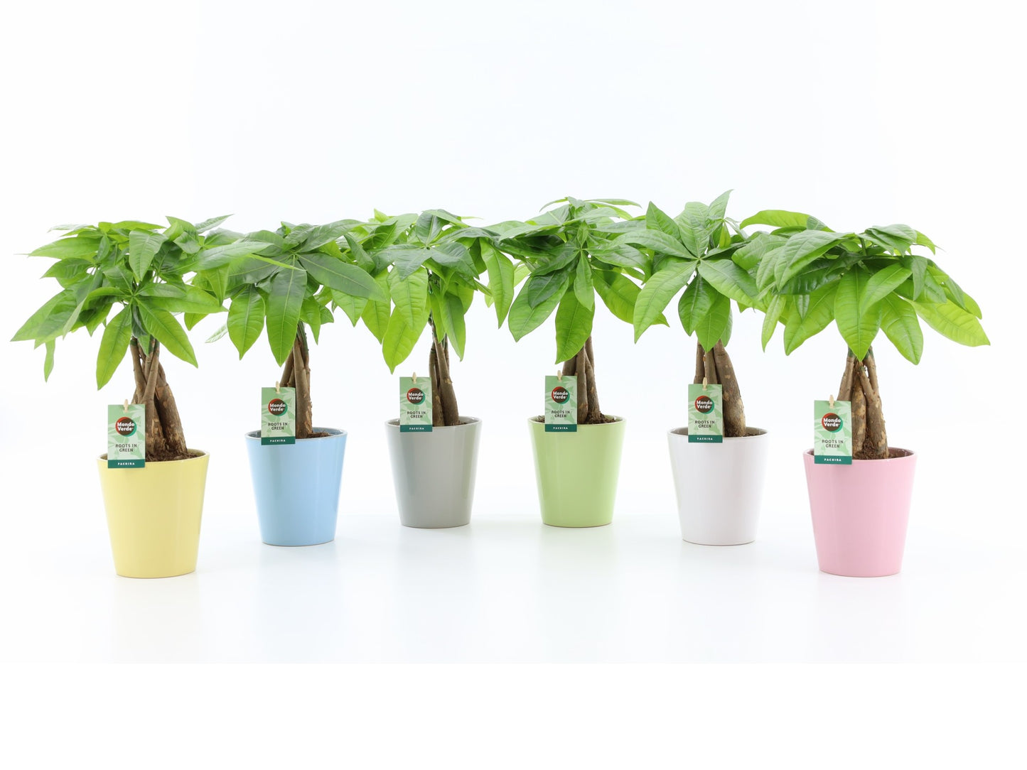 Pachira aquatica 50cm 13cm Pot