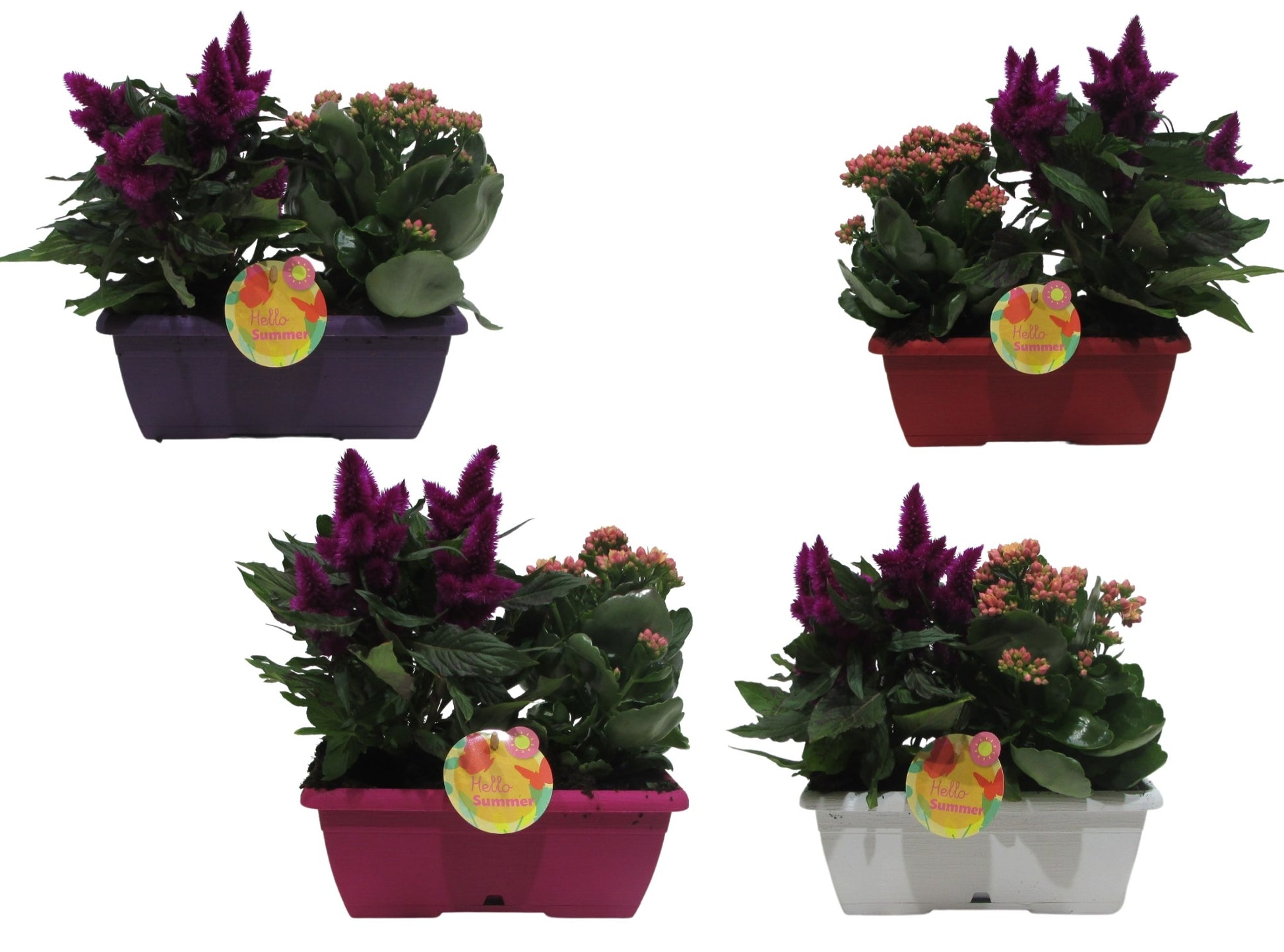 Adrichem Potplanten Outdoor arrangement Pack of 4